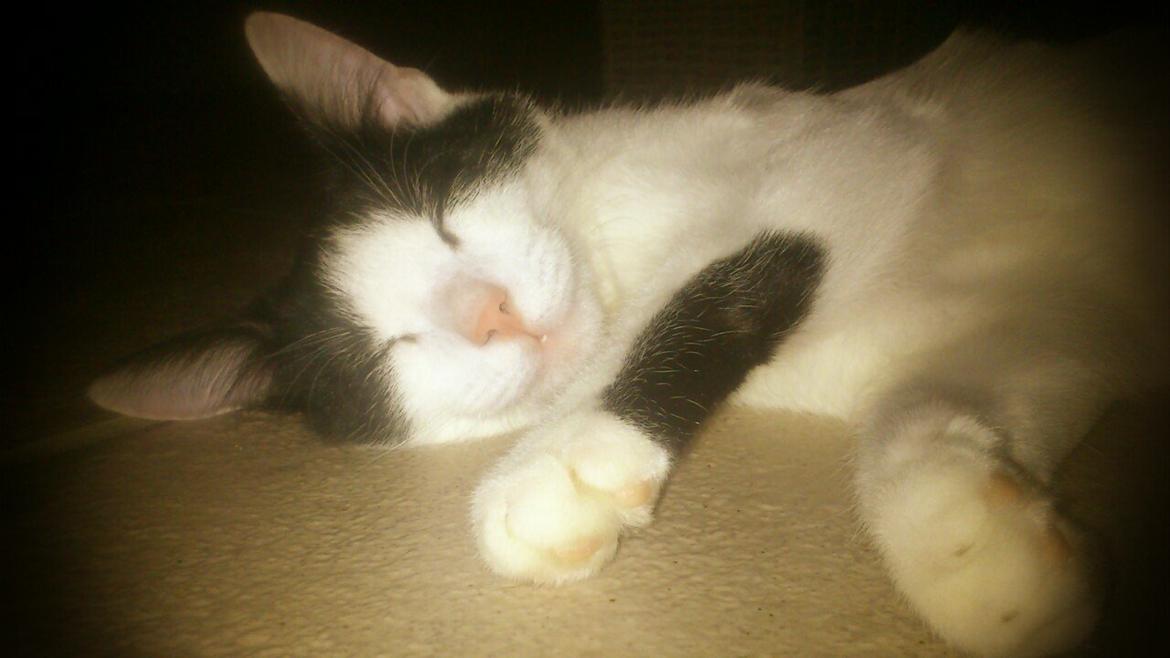 Huskat Anton billede 1