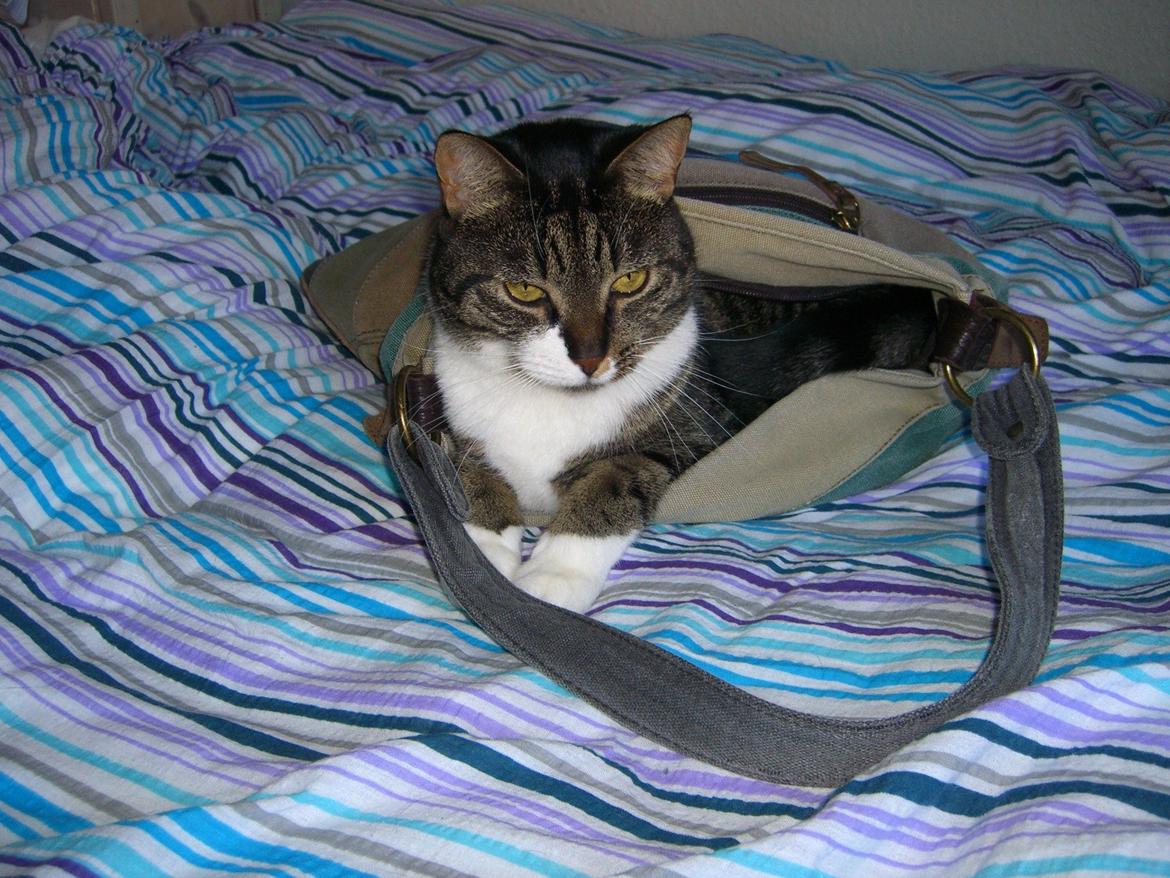 Huskat Mitten - 24.3.2013
Mitten vil med i byen... billede 11