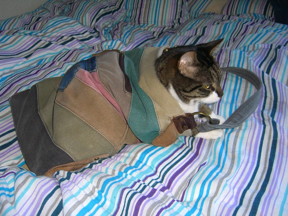 Huskat Mitten - 24.3.2013
At købe Mitten i sækken... billede 12