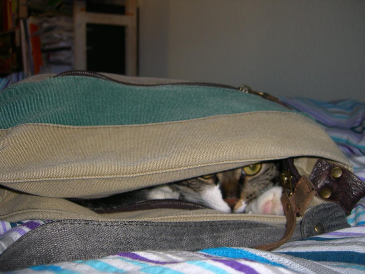 Huskat Mitten - 24.3.2013
Slumrende Mit i tasken billede 13