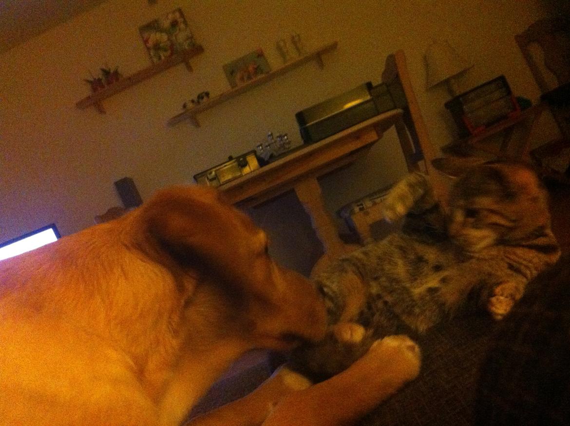 Blanding af racer Mille *Efterlyst* - Se Kenzo.. Se min fine navle!<3 billede 2