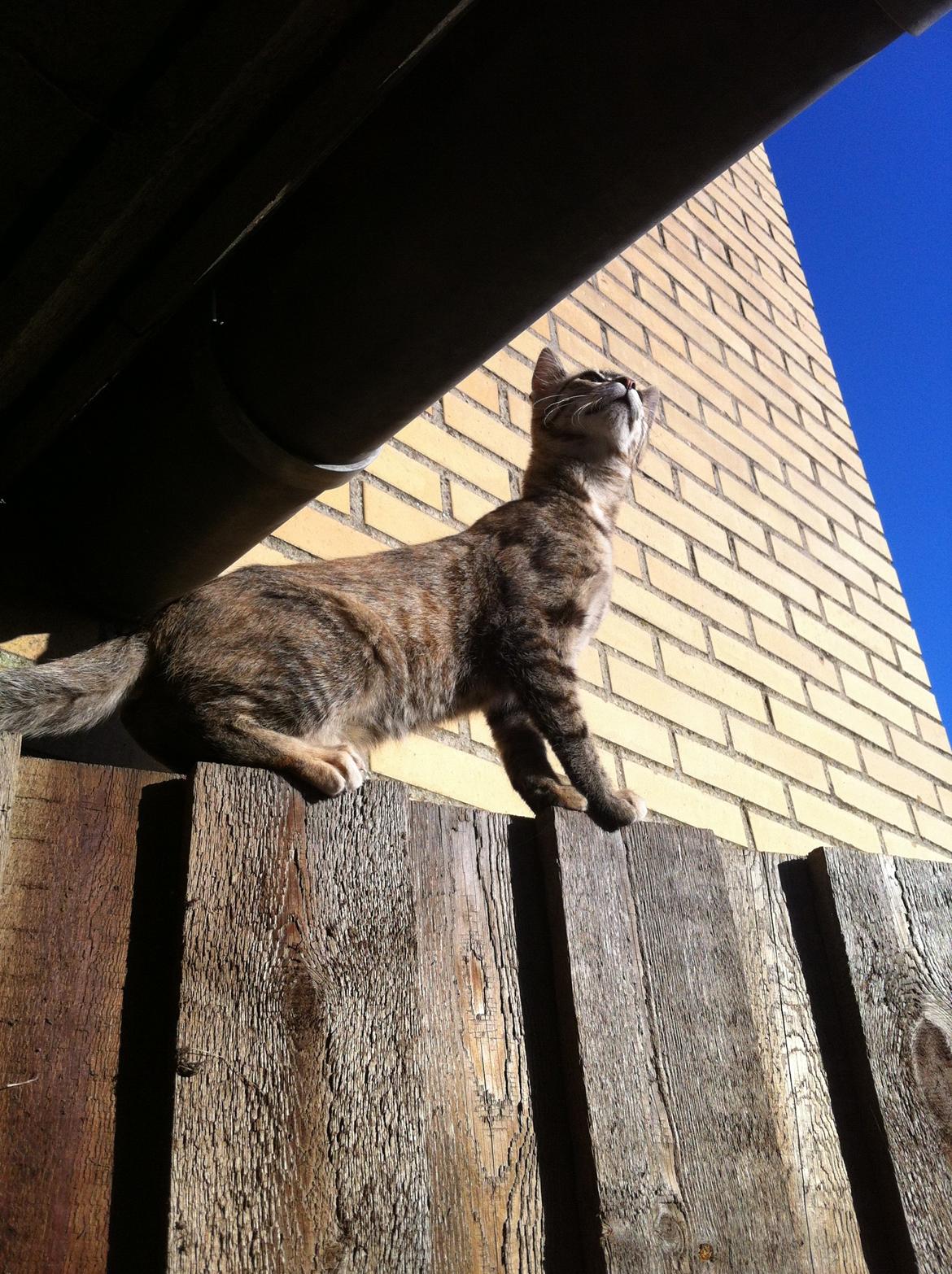 Blanding af racer Mille *Efterlyst* - Velkommen til Mille's galleri.:-) billede 1