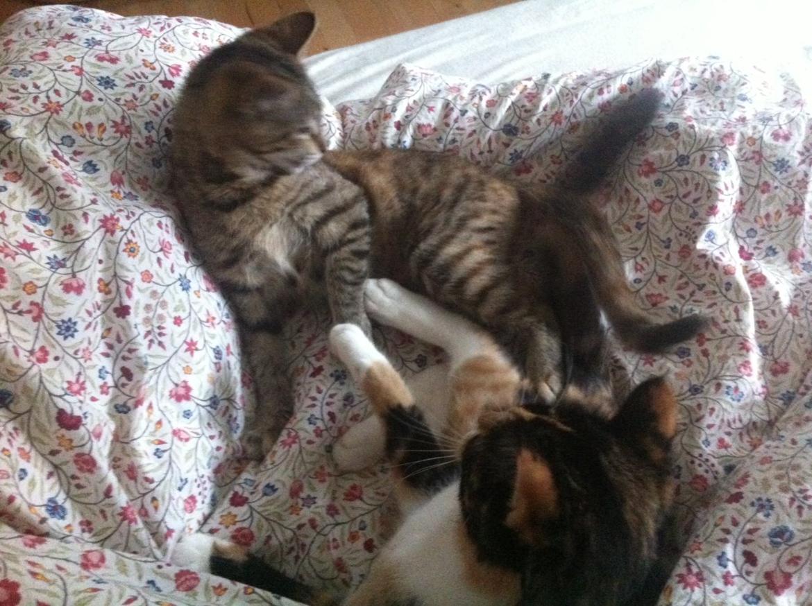 Blanding af racer Mille *Efterlyst* - Safir og Mille leger.^^'<3 billede 3