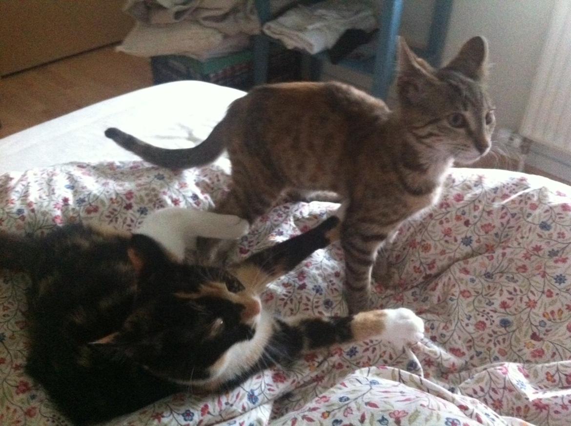 Blanding af racer Mille *Efterlyst* - Det var ikke os..!<3 billede 4