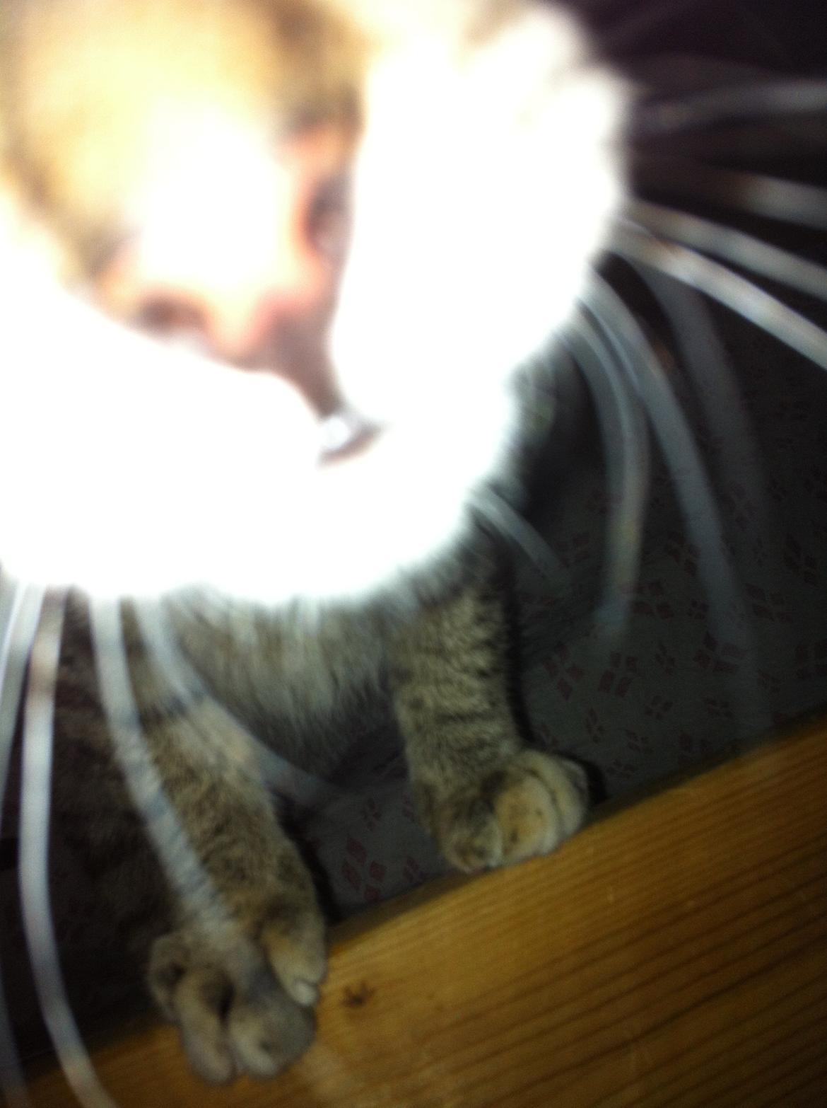 Blanding af racer Mille *Efterlyst* - Mmh.. Kamera..:-) billede 5