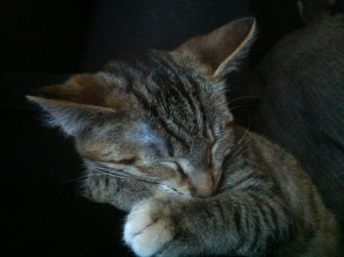 Blanding af racer Mille *Efterlyst* - Orgh.. Lad mig nu bare sove. billede 6