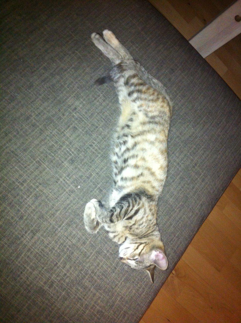 Blanding af racer Mille *Efterlyst* - Putte-mis.<3 billede 7