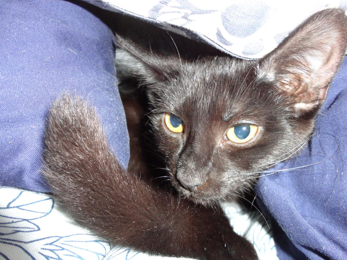 Huskat Cassopiea - Kan jeg ikke være i min hule i fred billede 14