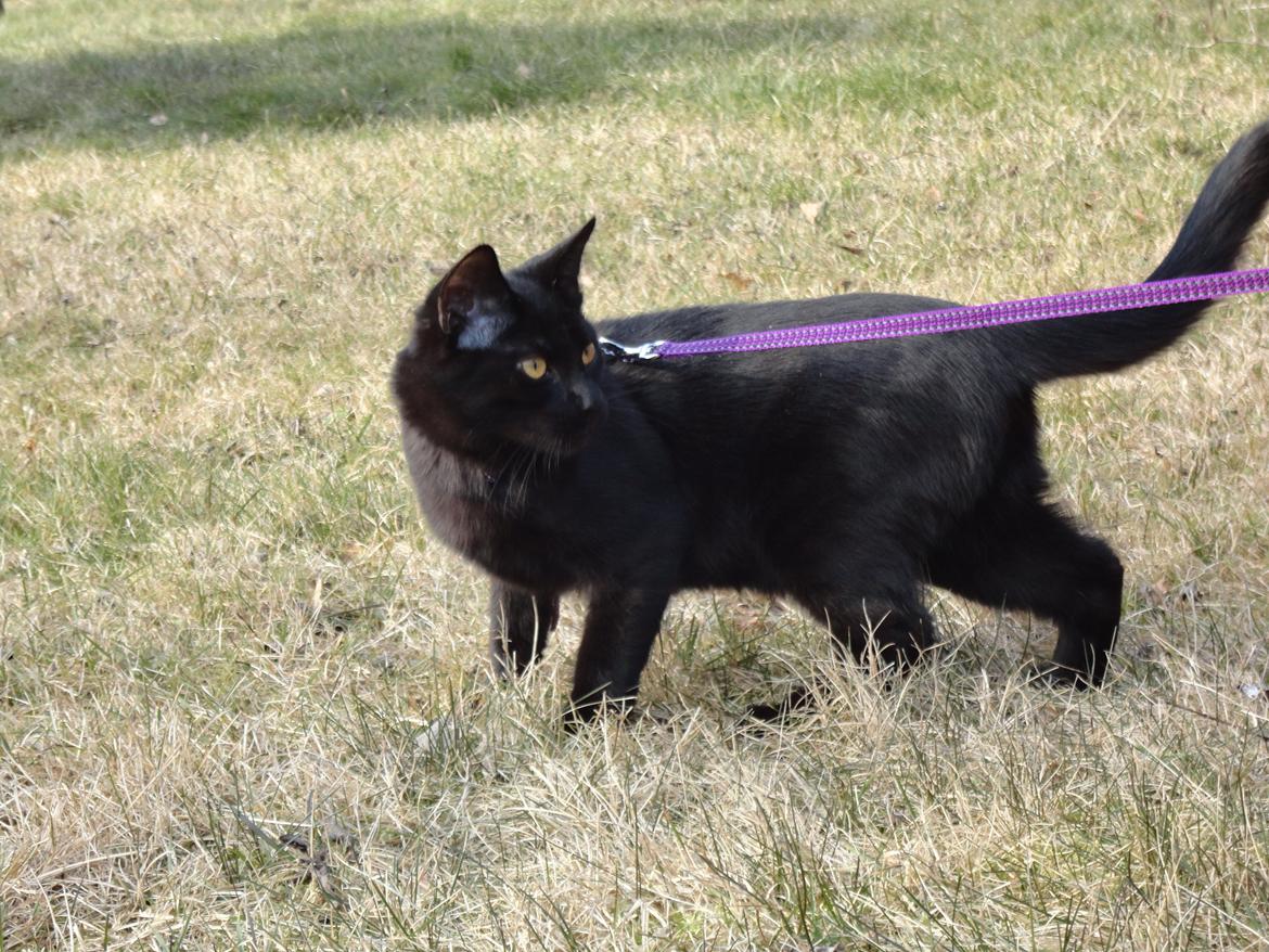 Huskat Cassopiea - Udenfor i snor, ihh hvor jeg glæder mig til jeg må gå ud uden. billede 17