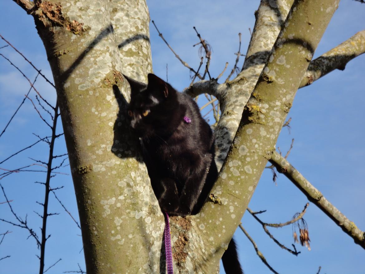 Huskat Cassopiea - Sikke en god udsigt der er her oppe, se en fugl. billede 18