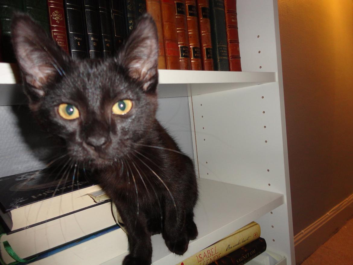 Huskat Cassopiea - Jamen bøger er spændende billede 12