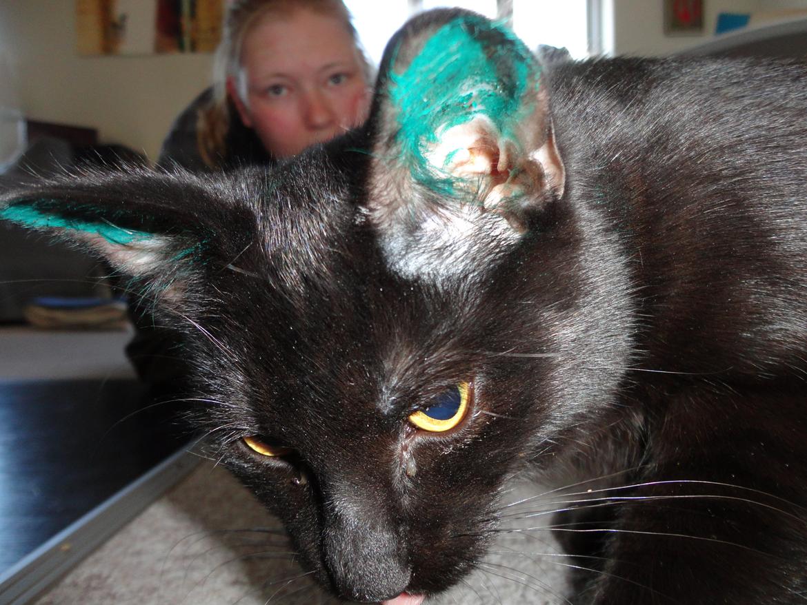 Huskat Cassopiea - Lige kommet hjem fra dyrlægen, med tusser i ørene og et sår på maven. billede 20