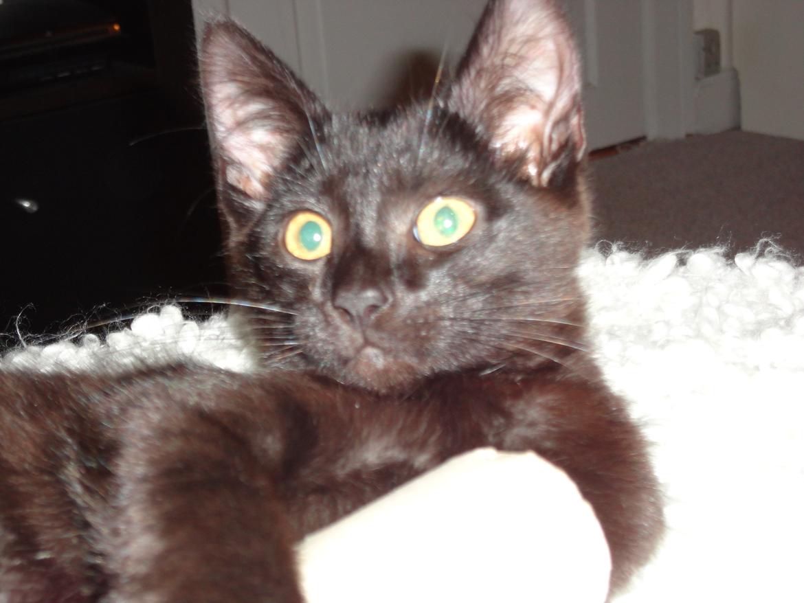 Huskat Cassopiea - Se mig, er jeg ikke bare kær. billede 15