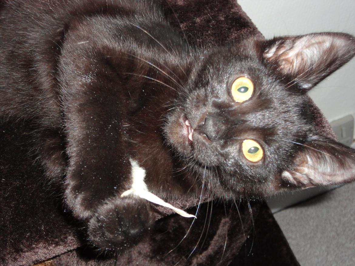 Huskat Cassopiea - MIN mus billede 13