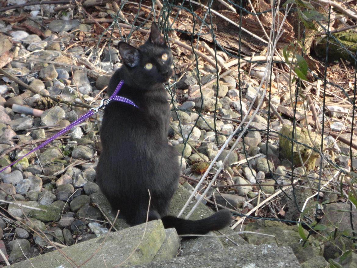 Huskat Cassopiea - Må jeg ikke nok snart få selen af, please. billede 19