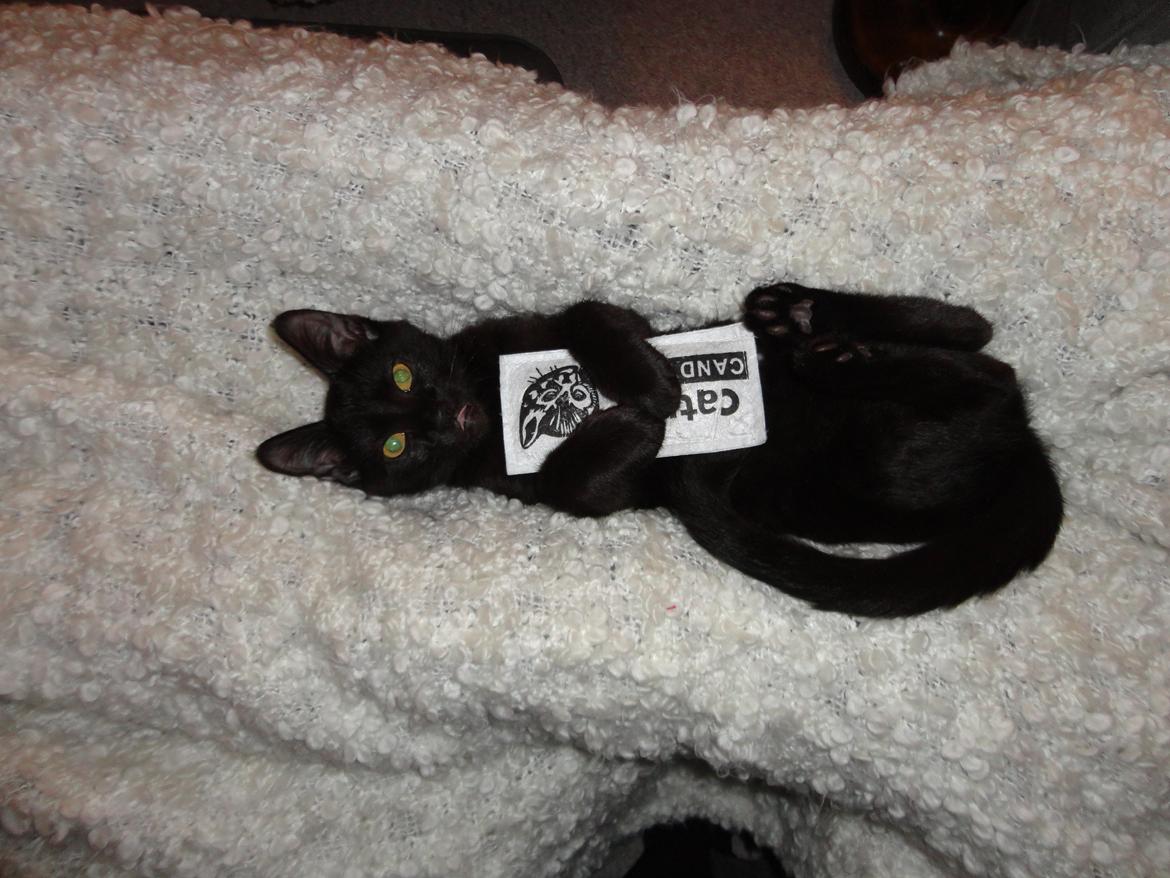 Huskat Cassopiea - Kramme, kramme, kramme billede 11