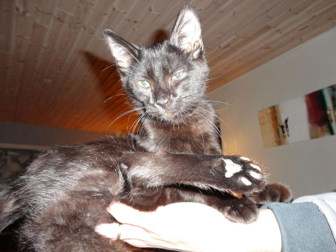 Huskat Cassopiea - Cirkuskat eller bare meget doven billede 10