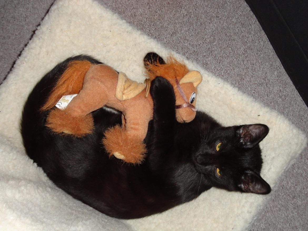 Huskat Cassopiea - Jeg elsker dig, pony billede 16