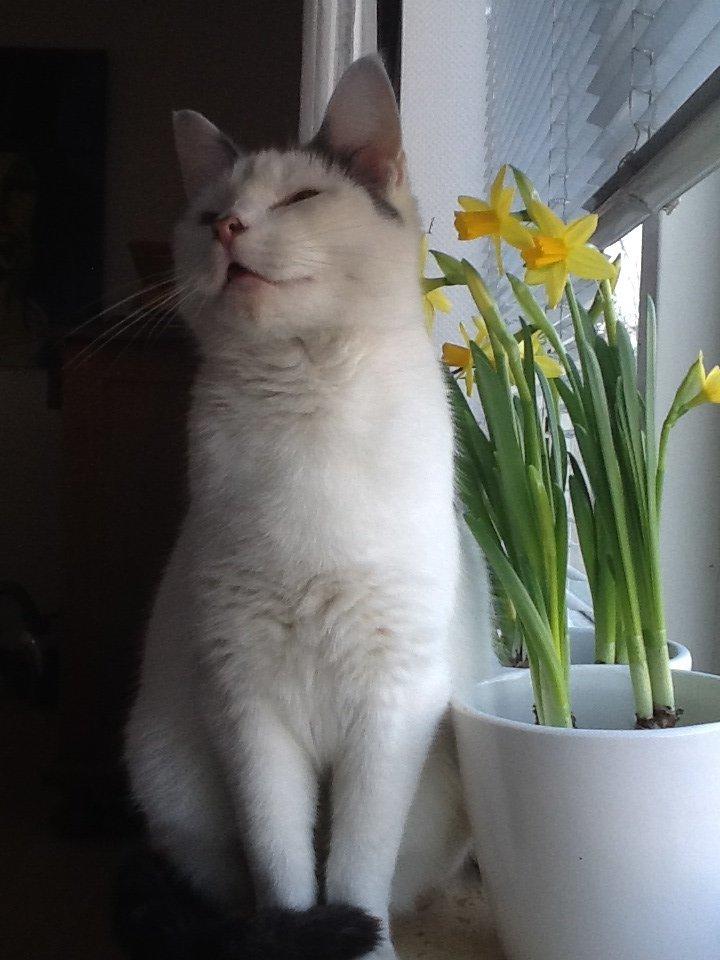 Huskat Fifi billede 10