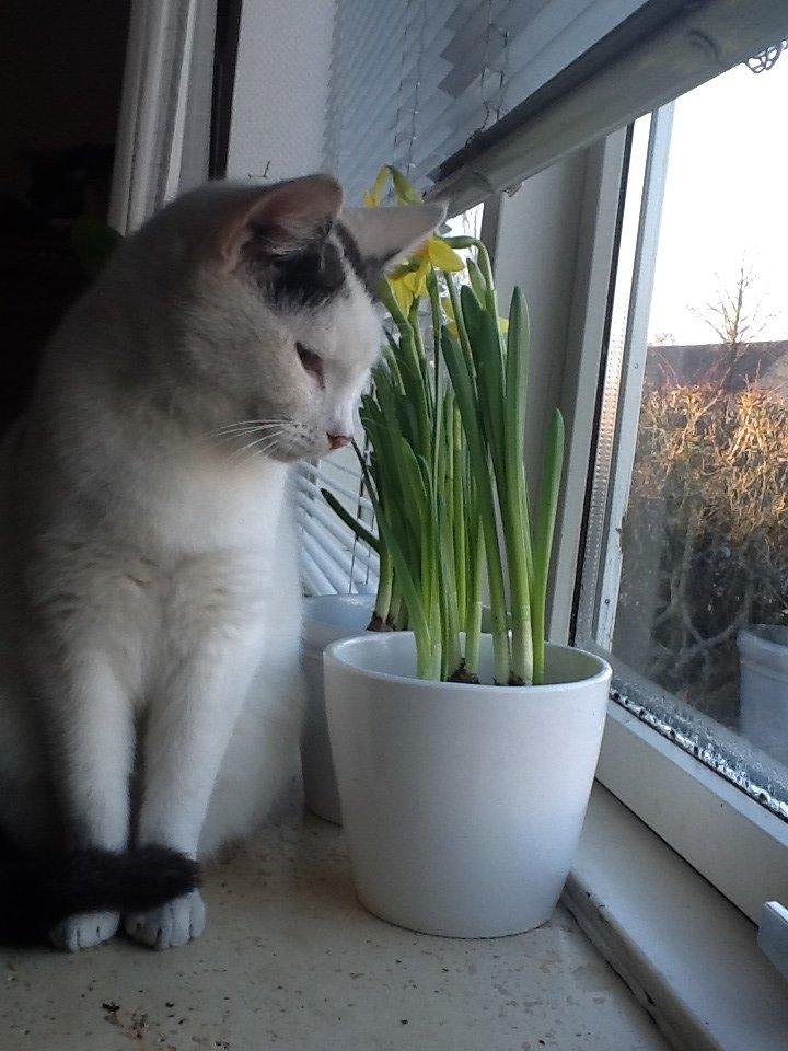 Huskat Fifi - Velkommen til Fifi's profil :) billede 1