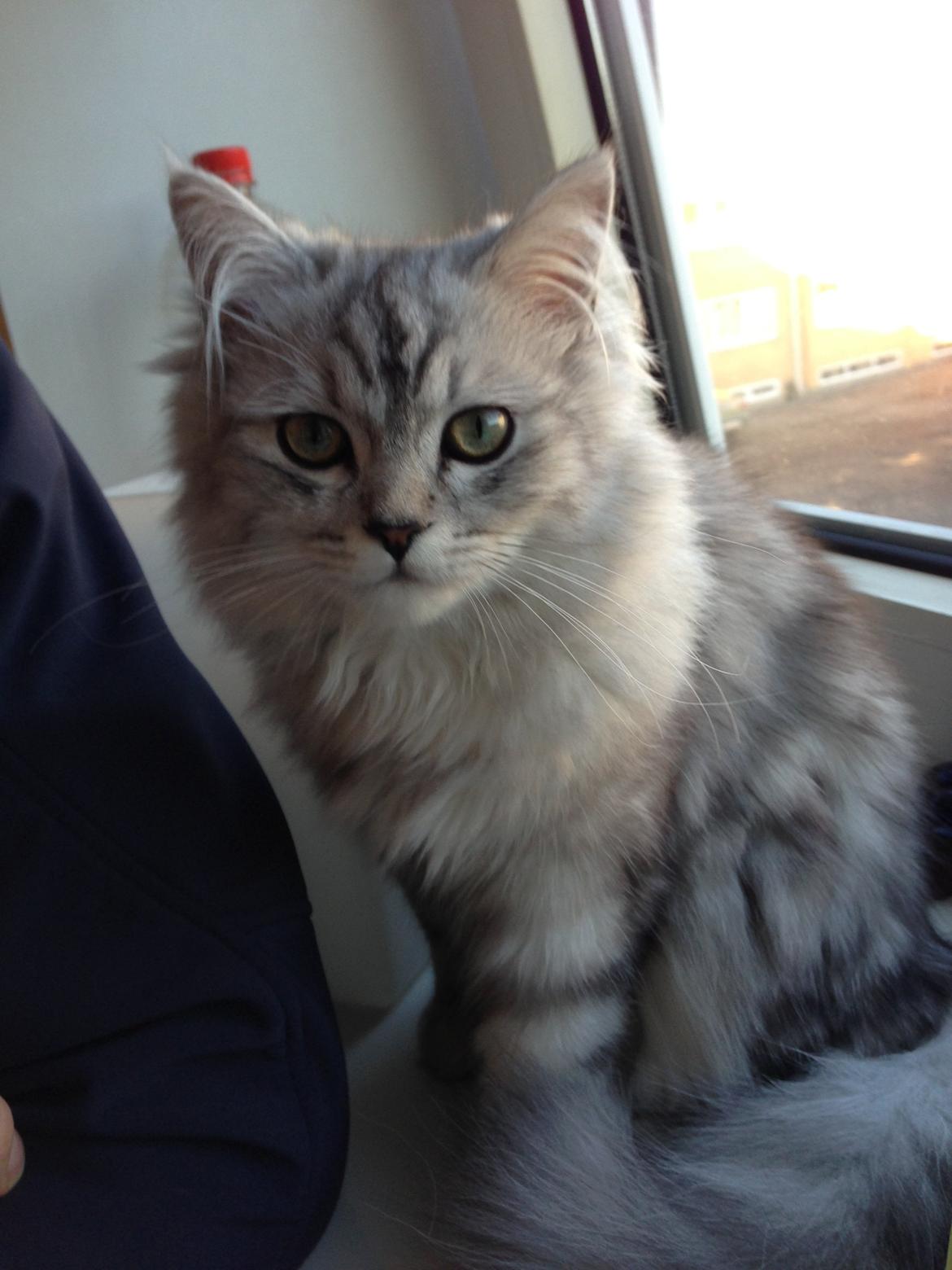 Blanding af racer Villads billede 10