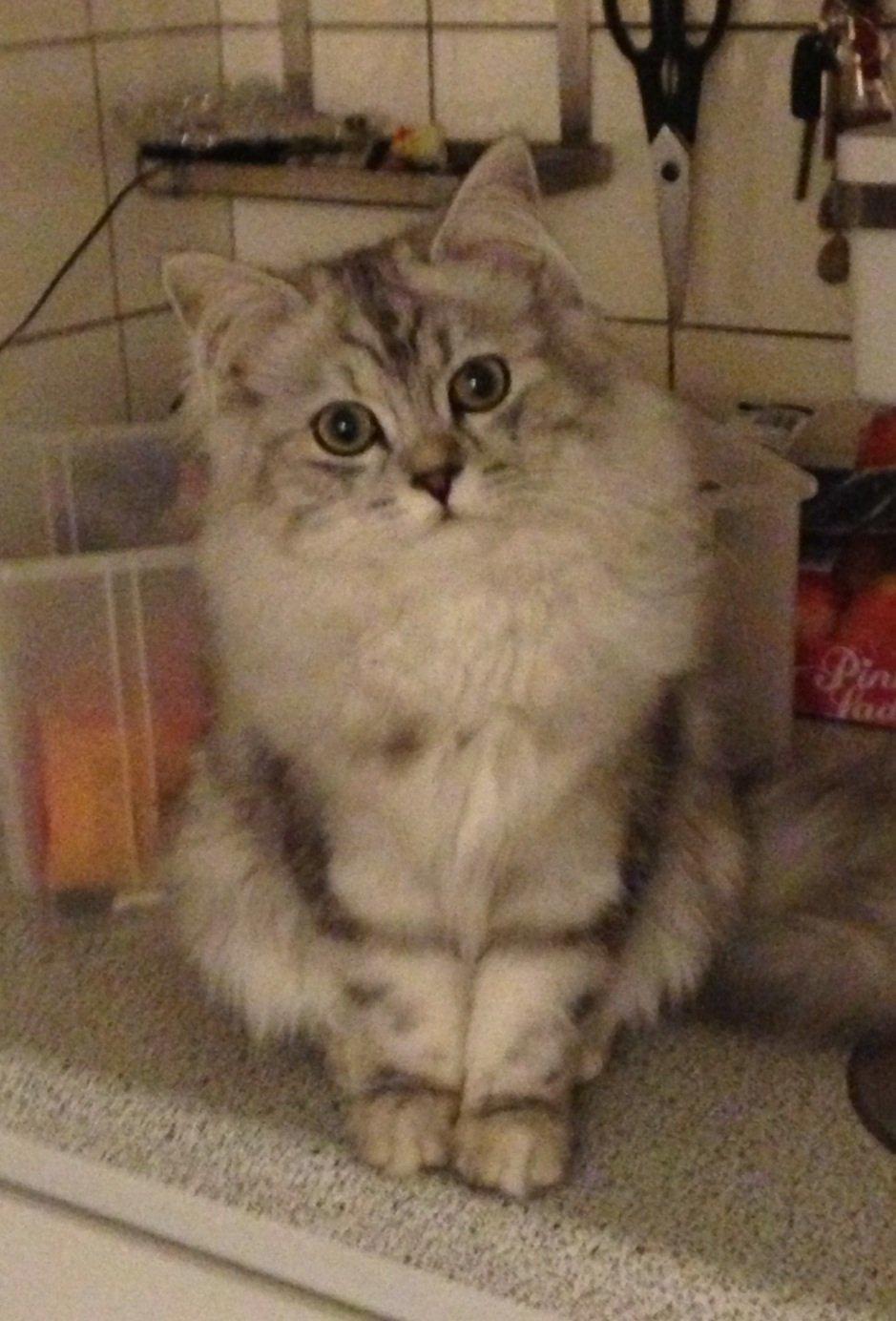 Blanding af racer Villads billede 9