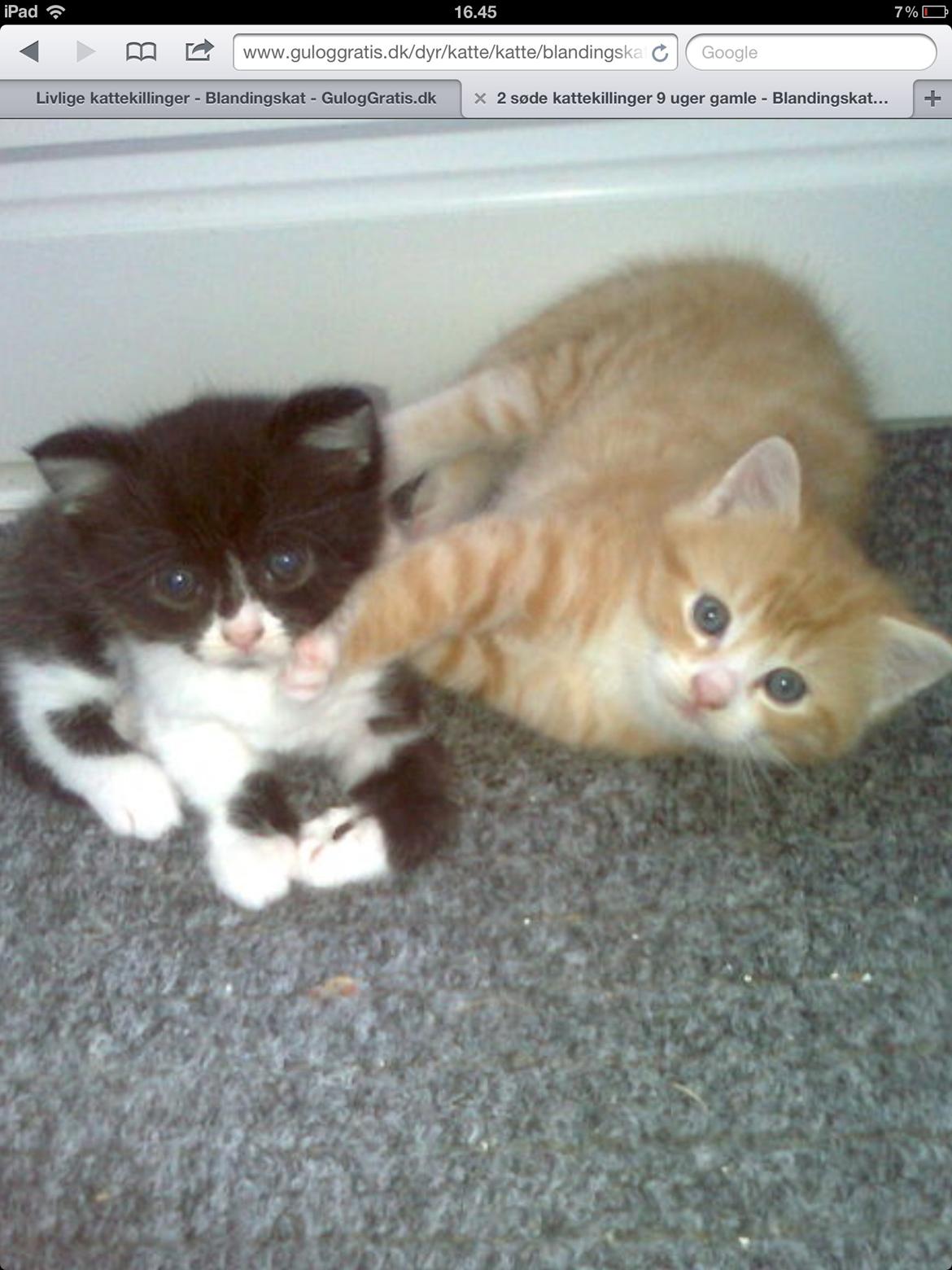 Blanding af racer Molle<3 - En fra samme kuld :) billede 3