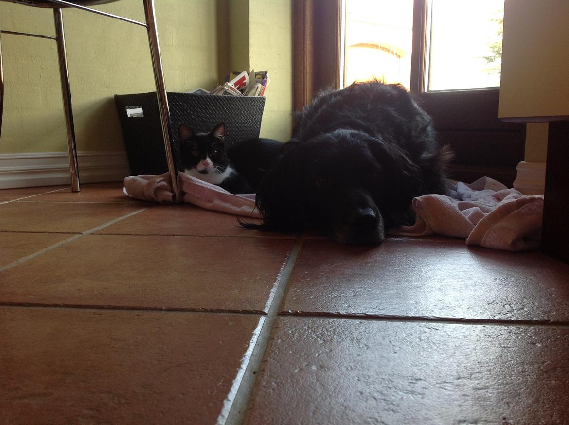 Blanding af racer Molle<3 - Blackie og Molle putsover <3 billede 4