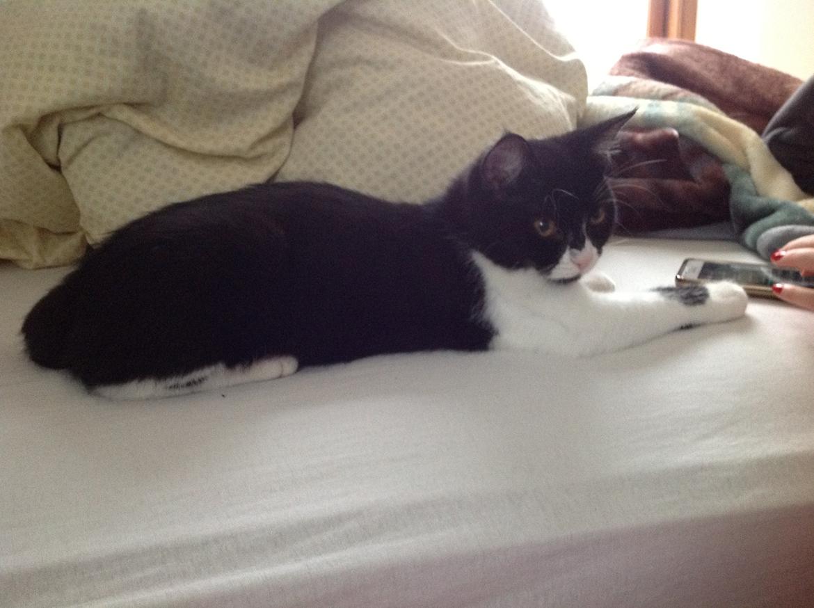 Blanding af racer Molle<3 - Vi putter :P billede 5