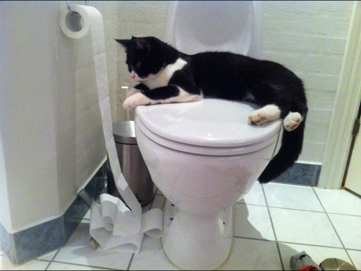 Blanding af racer Molle<3 - Han løber på toiletspapirsløbebånd xD billede 2