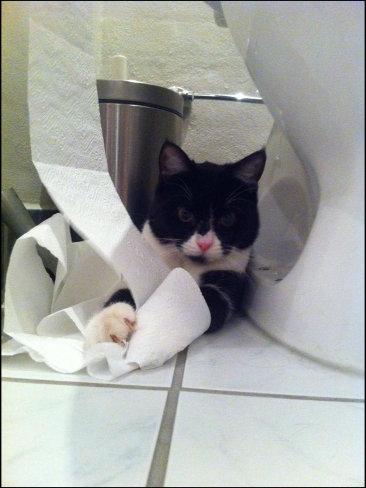 Blanding af racer Molle<3 - Velkommen til Molles profil<3 billede 1