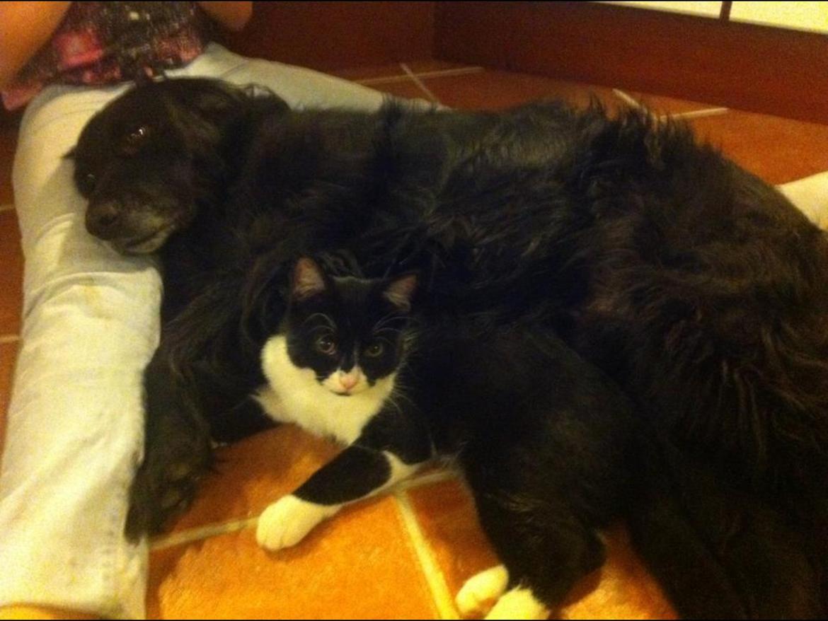 Blanding af racer Molle<3 billede 6