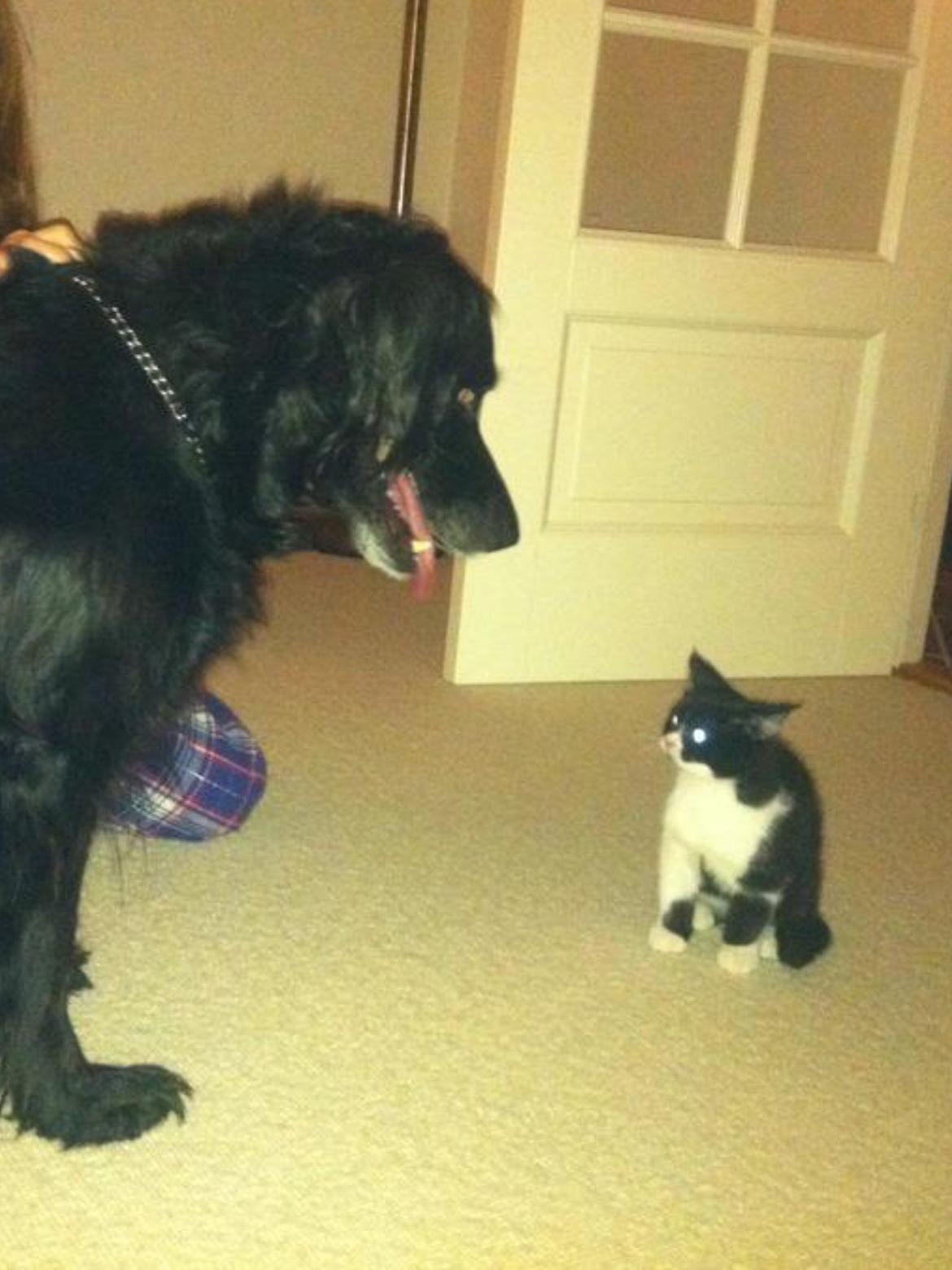 Blanding af racer Molle<3 - Første gang de så hinanden<3 billede 7