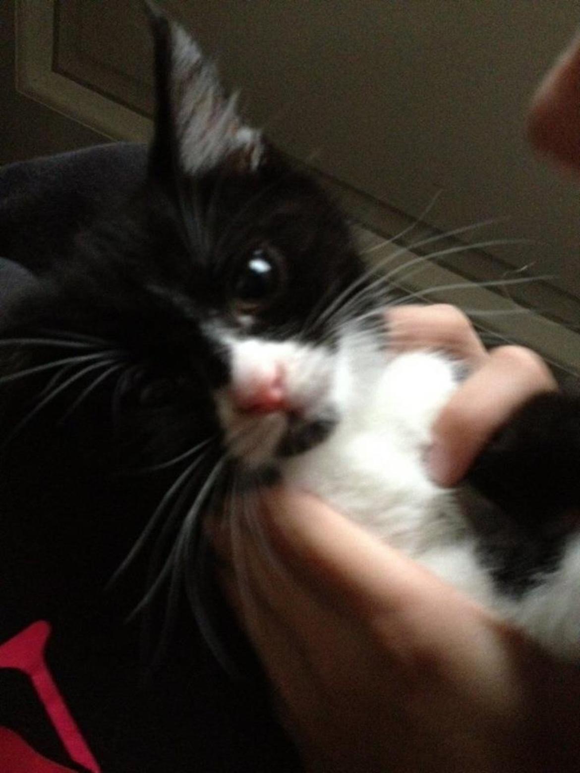 Blanding af racer Molle<3 billede 8