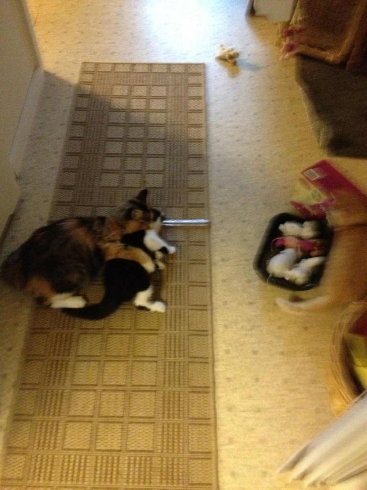 Blanding af racer Molle<3 - <3<3<3 billede 9