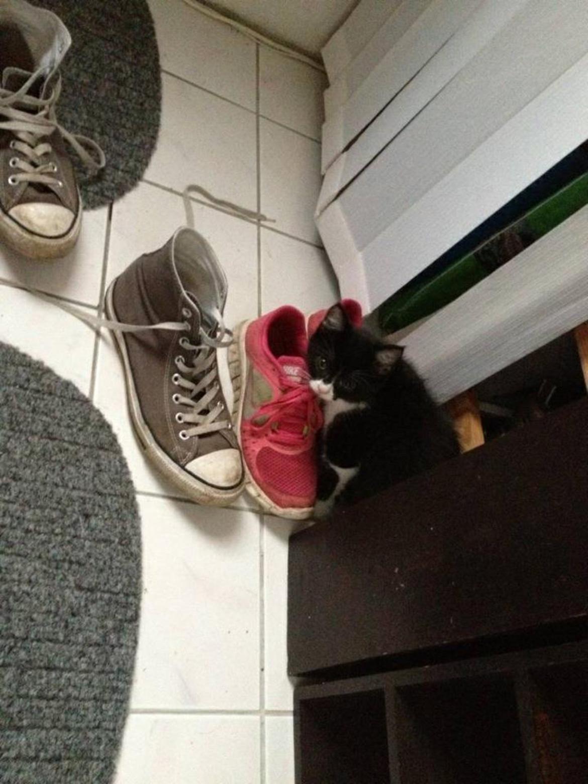 Blanding af racer Molle<3 billede 10