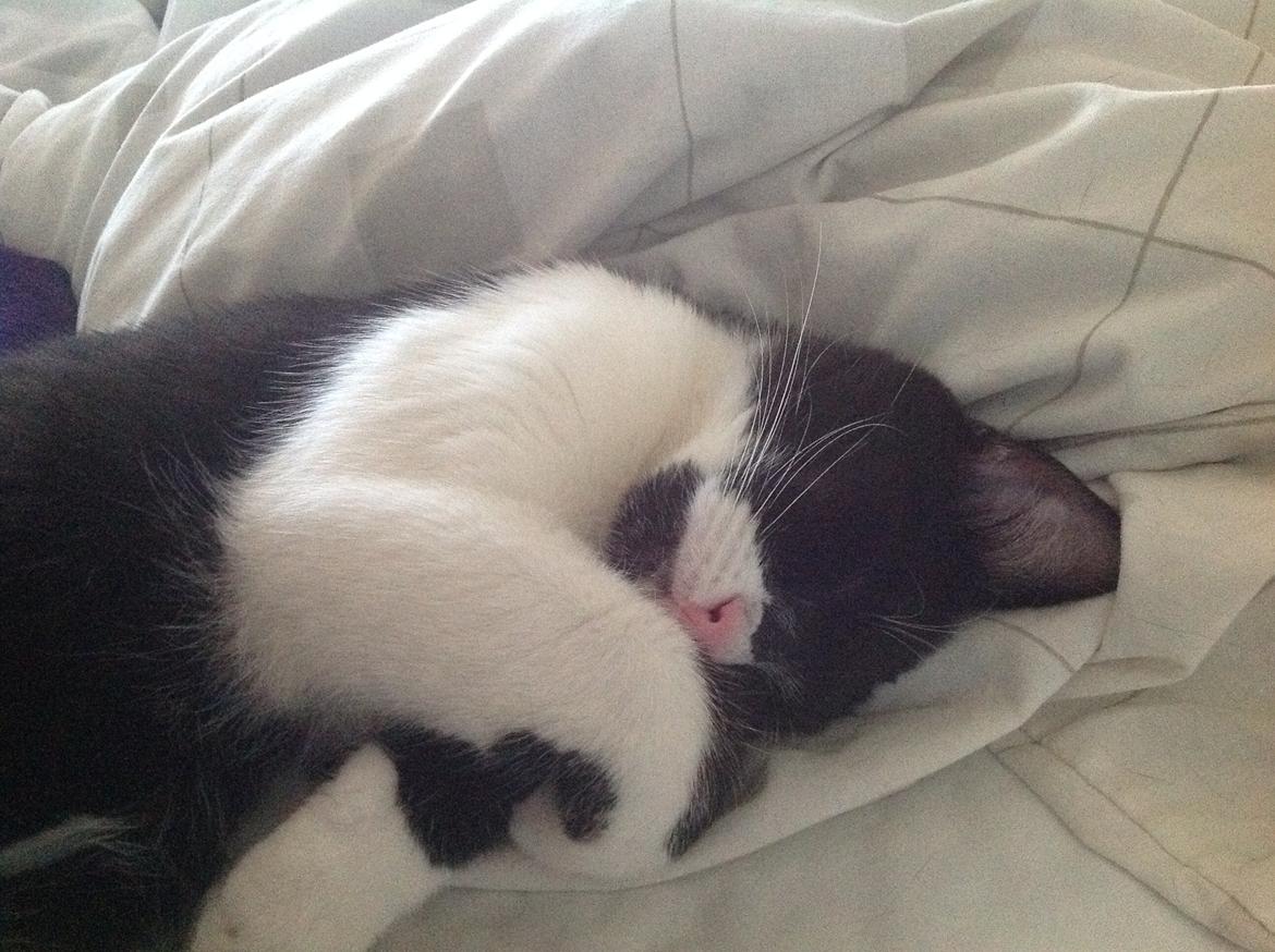 Blanding af racer Molle<3 billede 12