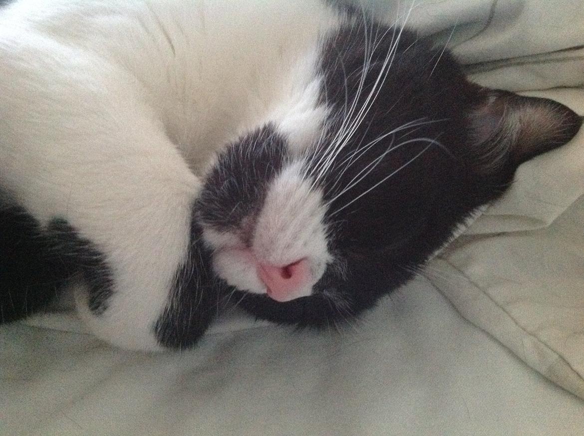 Blanding af racer Molle<3 billede 13