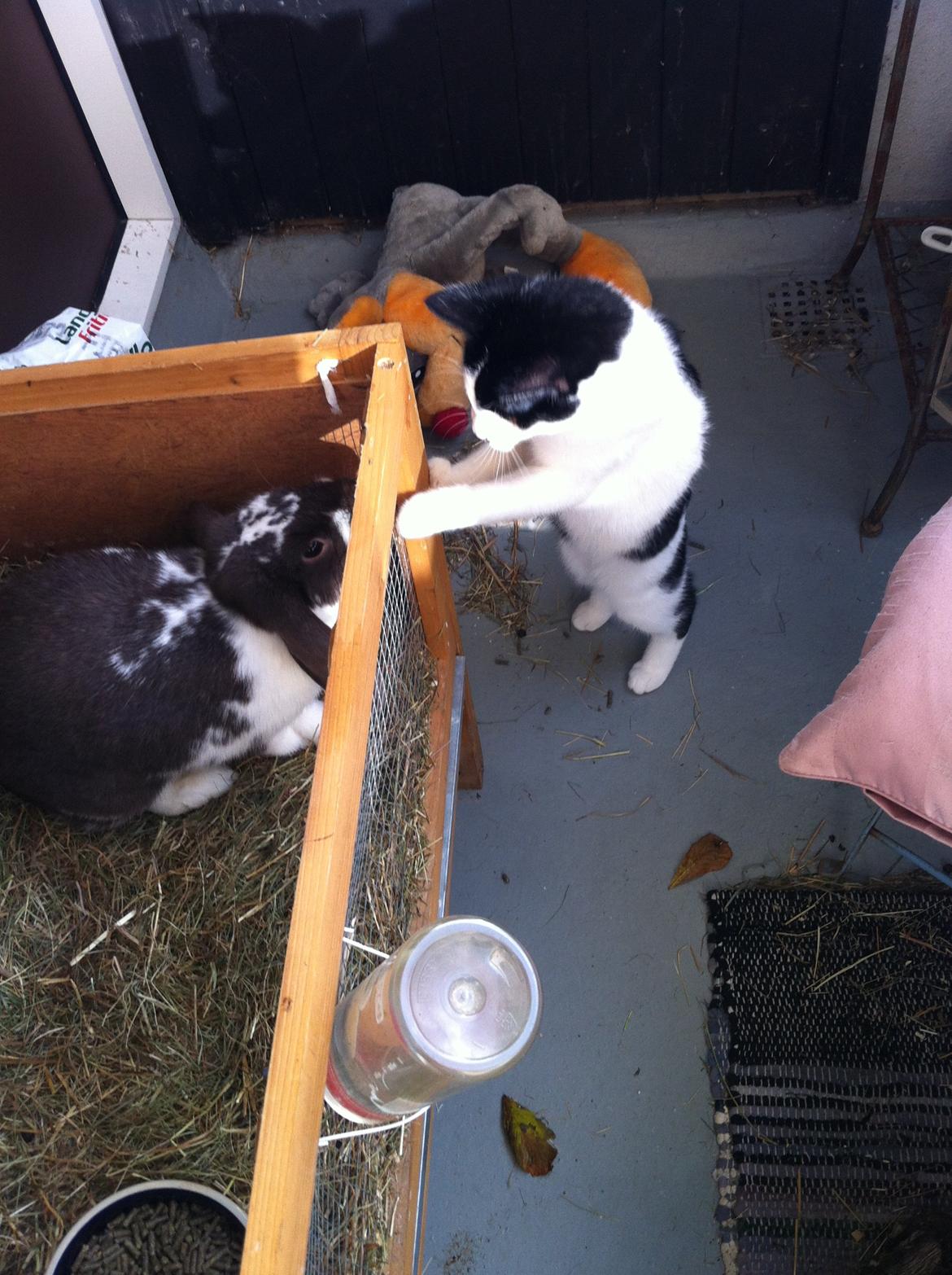 Huskat *Storemis* Diva - Storemis og Coco Chanel hilser lige.:-) billede 1