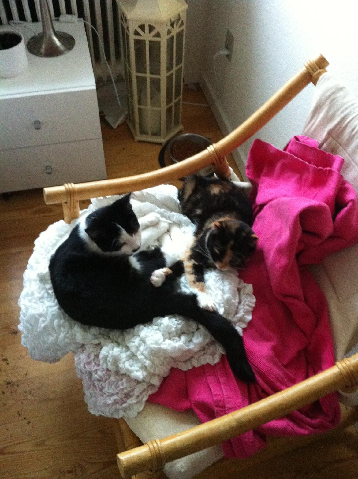 Huskat *Storemis* Diva - Storemis og Safir.<3 billede 2