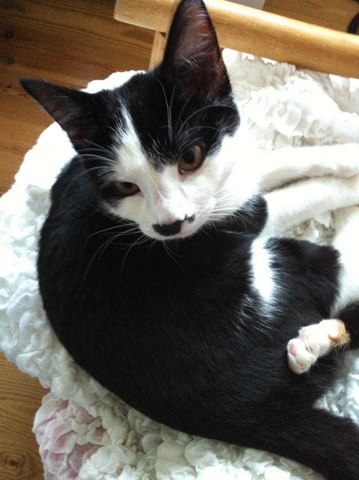 Huskat *Storemis* Diva - Storemis<3 billede 3