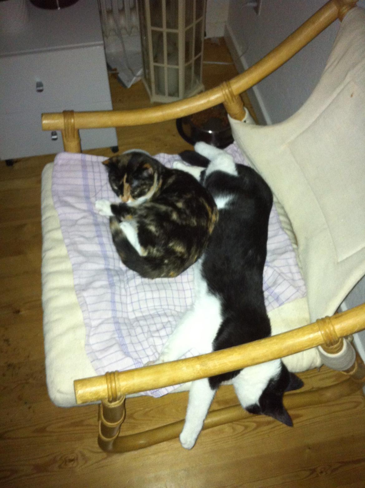 Huskat *Storemis* Diva - Flader lige ud en gang.<3 billede 4