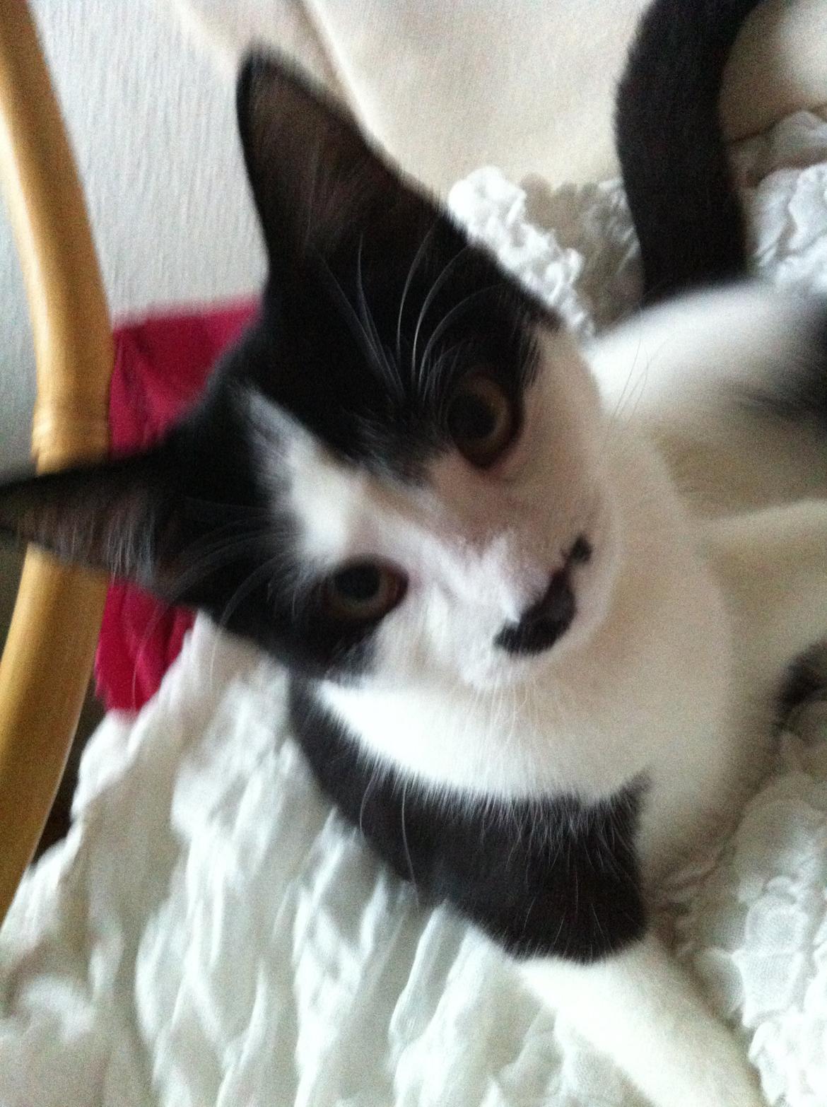 Huskat *Storemis* Diva - Vores flotte mis.<3 billede 5