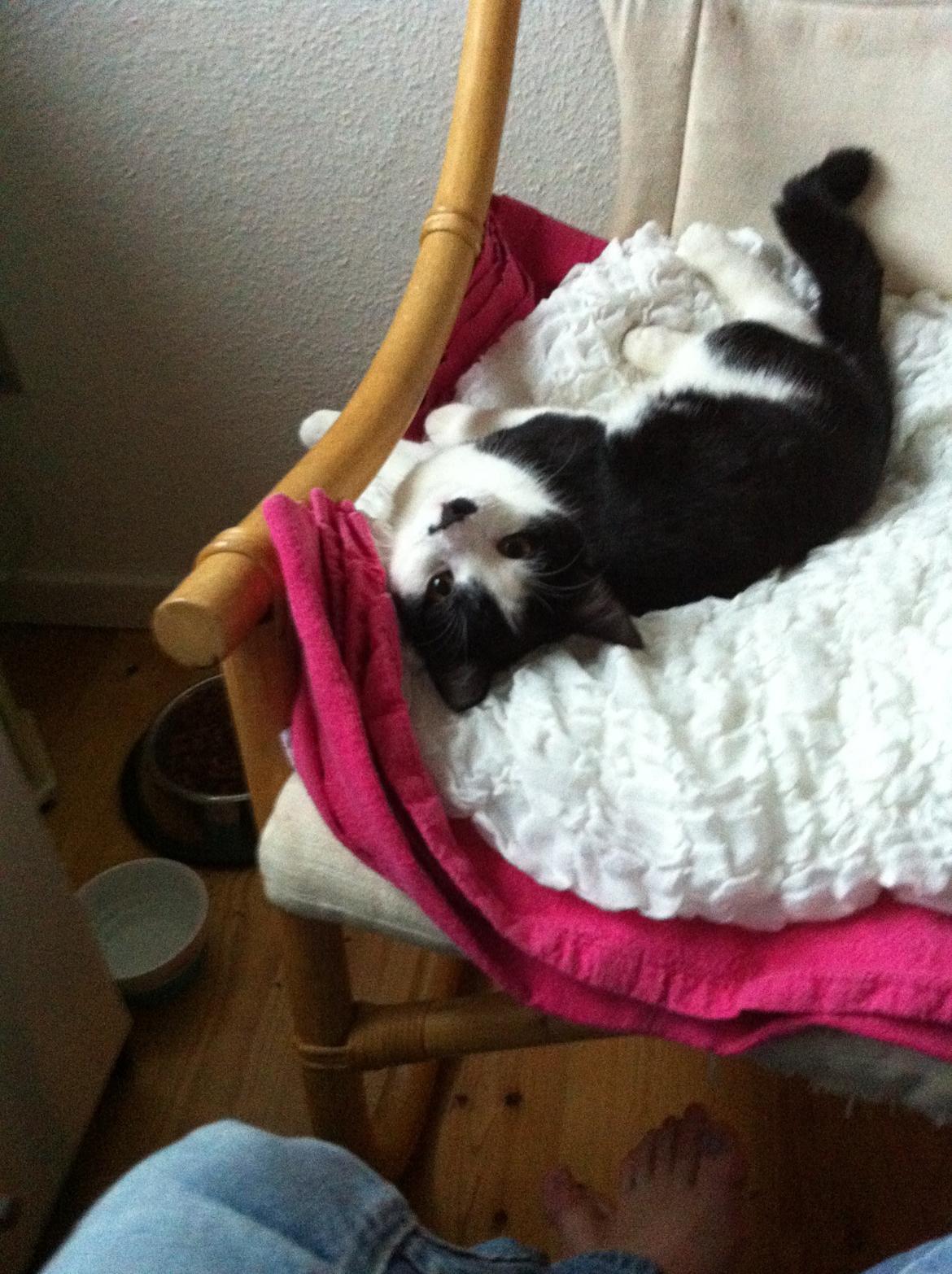 Huskat *Storemis* Diva - ''Nogen der spurgte om jeg er sød?'' billede 6