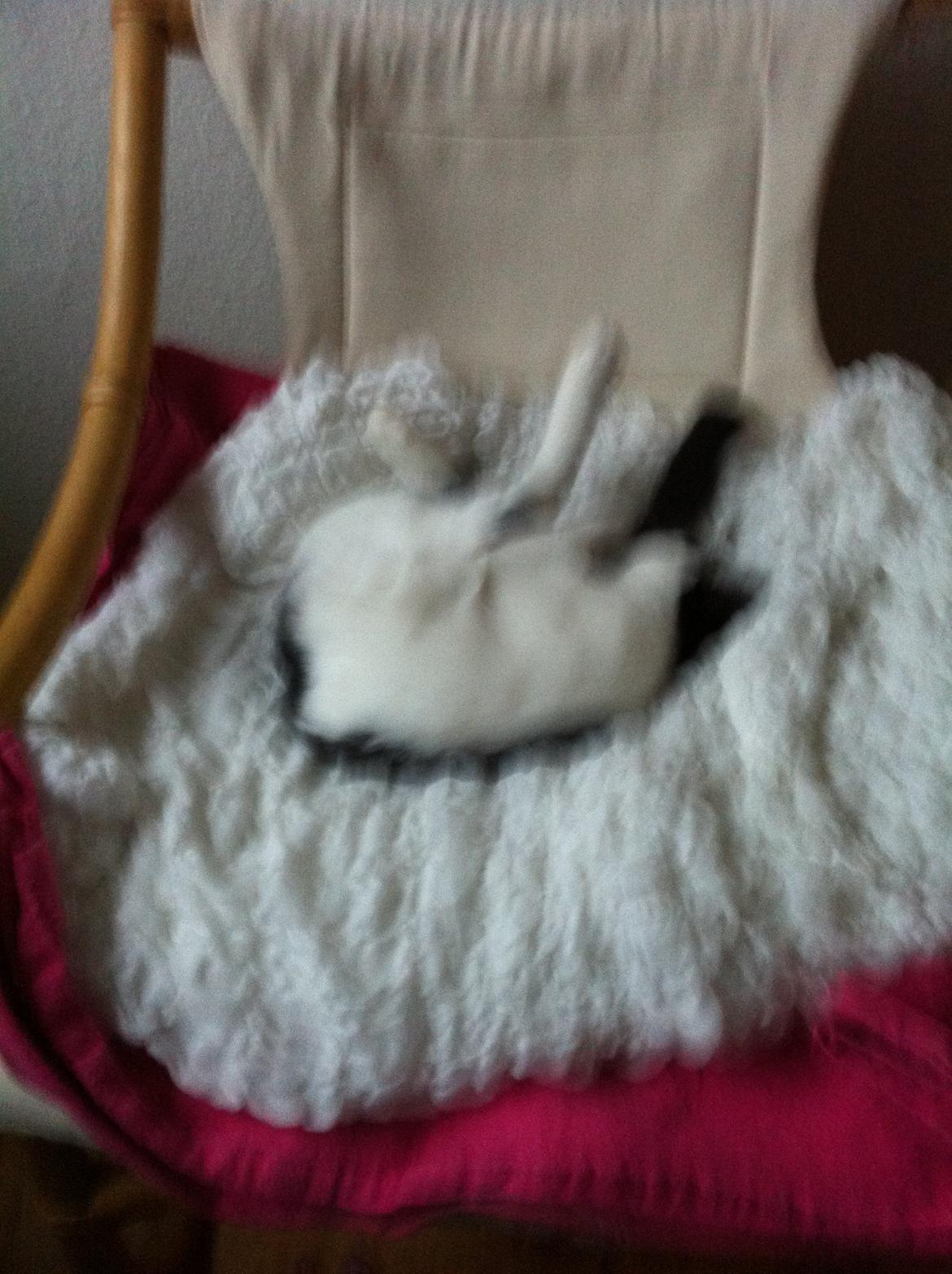 Huskat *Storemis* Diva - Ha' lawer do?:-P billede 7