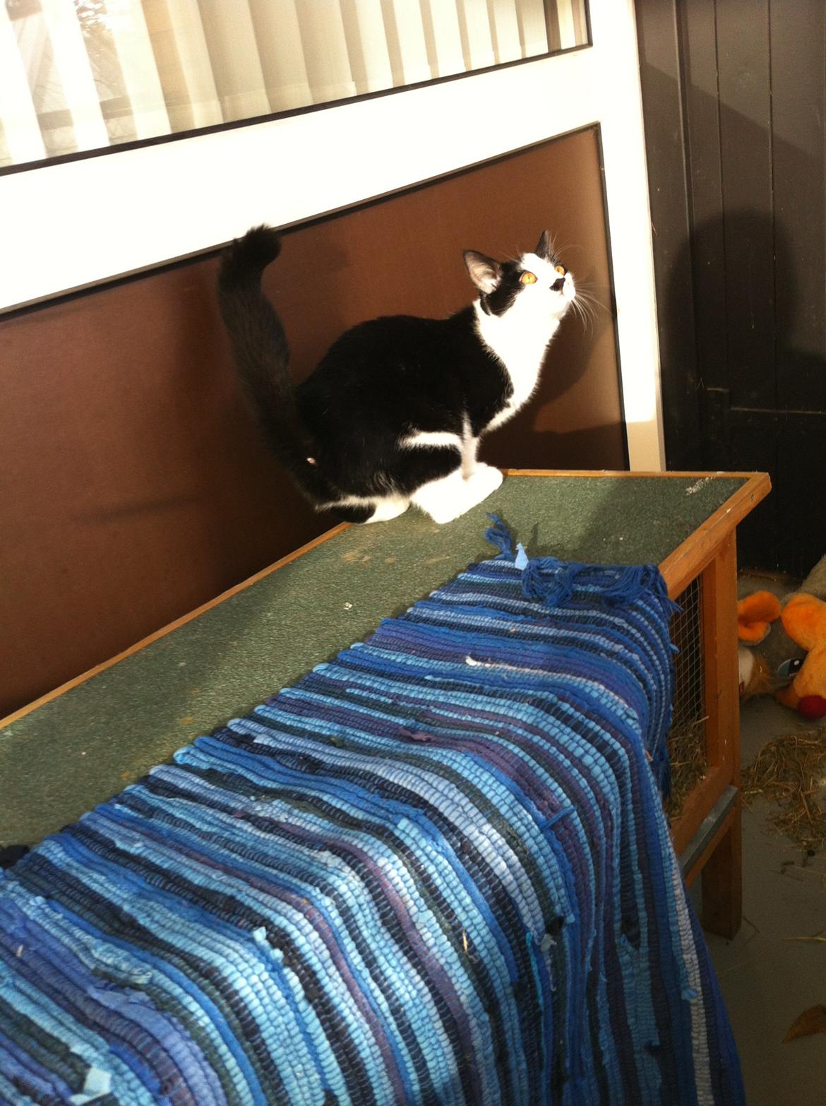 Huskat *Storemis* Diva - Storemissen fik øje på en fugl.;-) billede 8