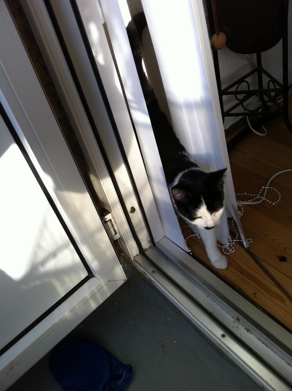 Huskat *Storemis* Diva - Lækker mistat ;-) billede 9