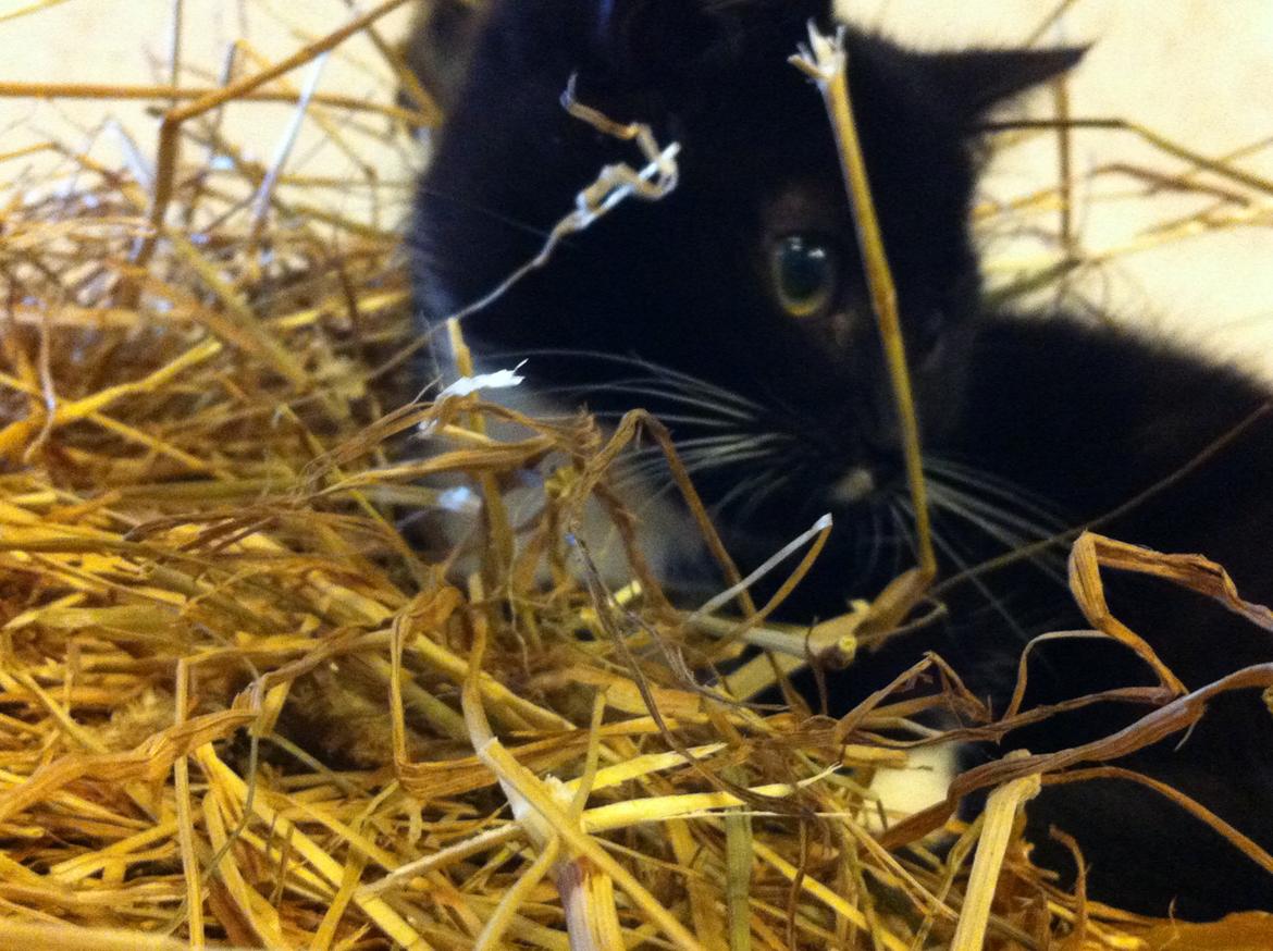 Huskat Jasper billede 5
