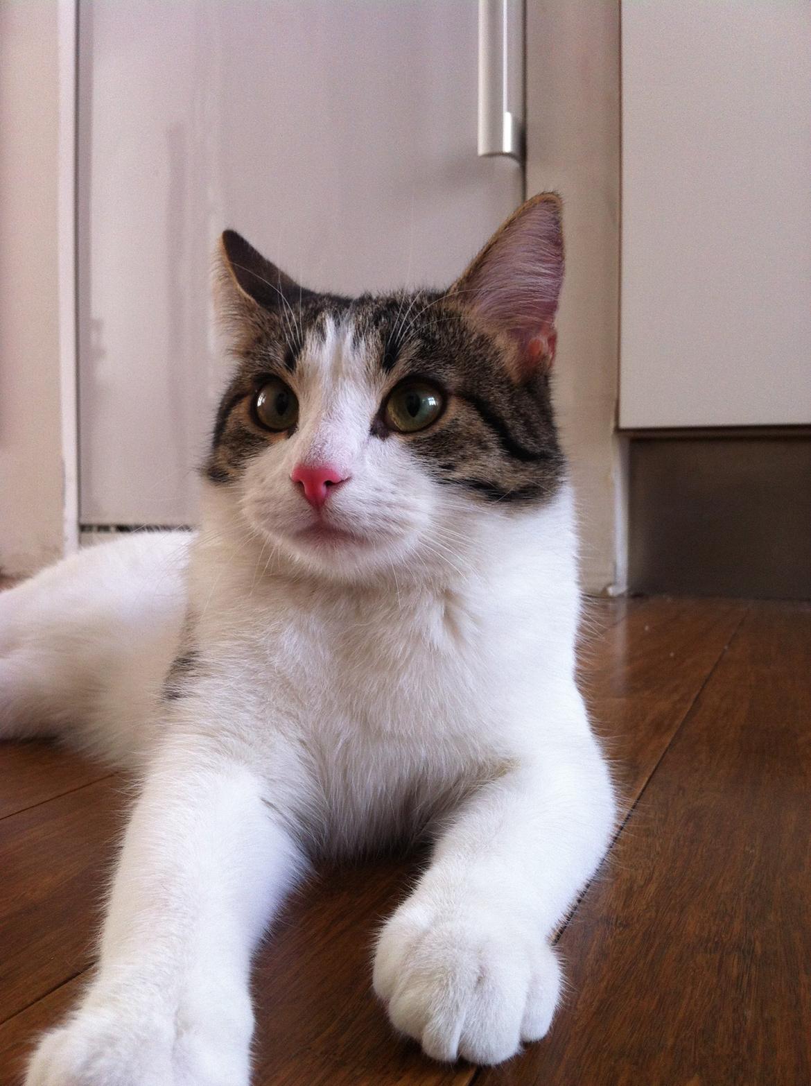 Huskat Kandy - Træt efter at lege med refleksen..<3 billede 4