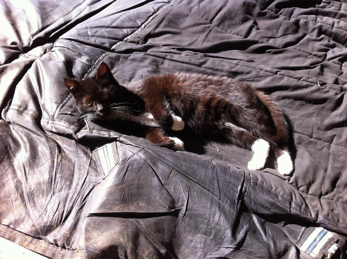 Huskat Jasper billede 10